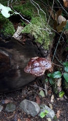 Ganoderma oregonense