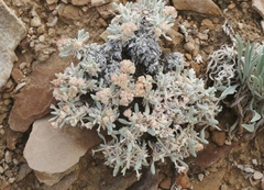 Eriogonum shockleyi