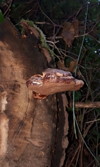 Ganoderma oregonense