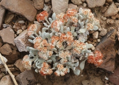 Eriogonum shockleyi