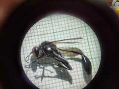 Eremnophila