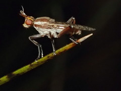 Dichetophora