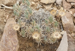 Erigeron compactus