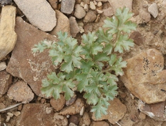 Cymopterus