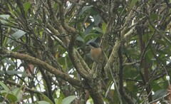 Telophorus olivaceus