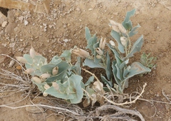 Astragalus asclepiadoides