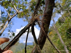 Tillandsia recurvata