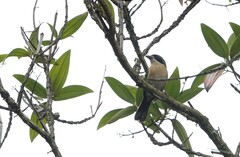 Telophorus olivaceus