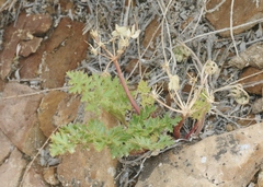 Cymopterus