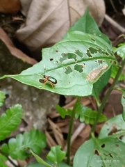 Paratriarius