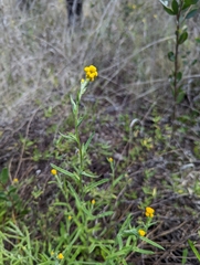Chrysocephalum apiculatum