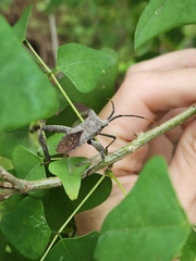 Acanthocephala alata