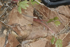 Cymopterus