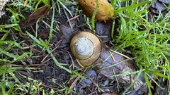 Helminthoglypta