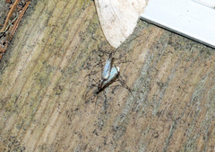 Amphineurus