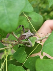 Acanthocephala alata