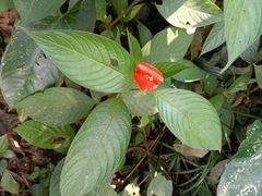 Palicourea tomentosa