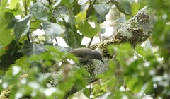 Phyllastrephus flavostriatus