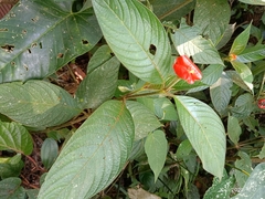 Palicourea tomentosa