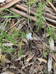 Stellaria pungens