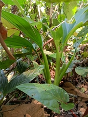 Dieffenbachia seguine