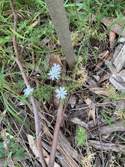 Stellaria pungens