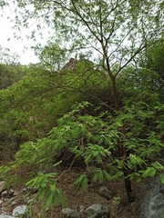 Anadenanthera colubrina