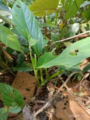 Dieffenbachia seguine