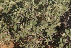 Quercus havardii