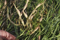 Amsonia tomentosa