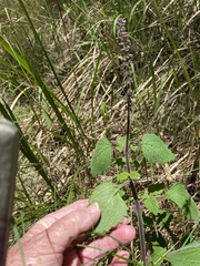 Coleus