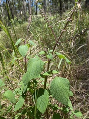 Coleus