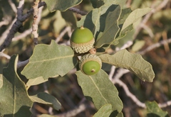Quercus havardii
