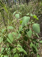 Coleus