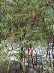 Anadenanthera colubrina