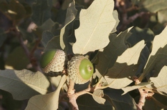 Quercus havardii
