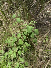 Coleus