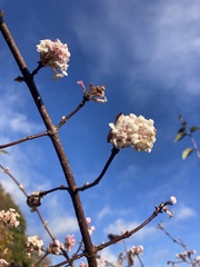 Viburnum farreri
