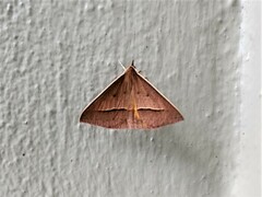 Epidesmia chilonaria