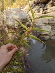 Datisca glomerata