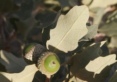 Quercus havardii