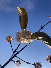 Viburnum farreri
