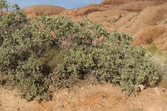 Quercus havardii