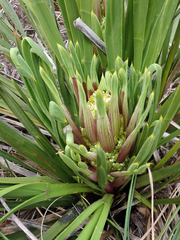 Aciphylla traversii