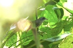 Dysithamnus mentalis