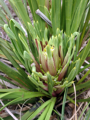 Aciphylla traversii