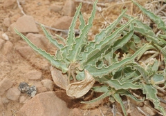 Asclepias macrosperma