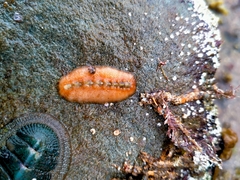 Cryptoplax striata