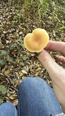 Clitocybe brunneocephala