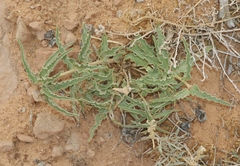 Asclepias macrosperma